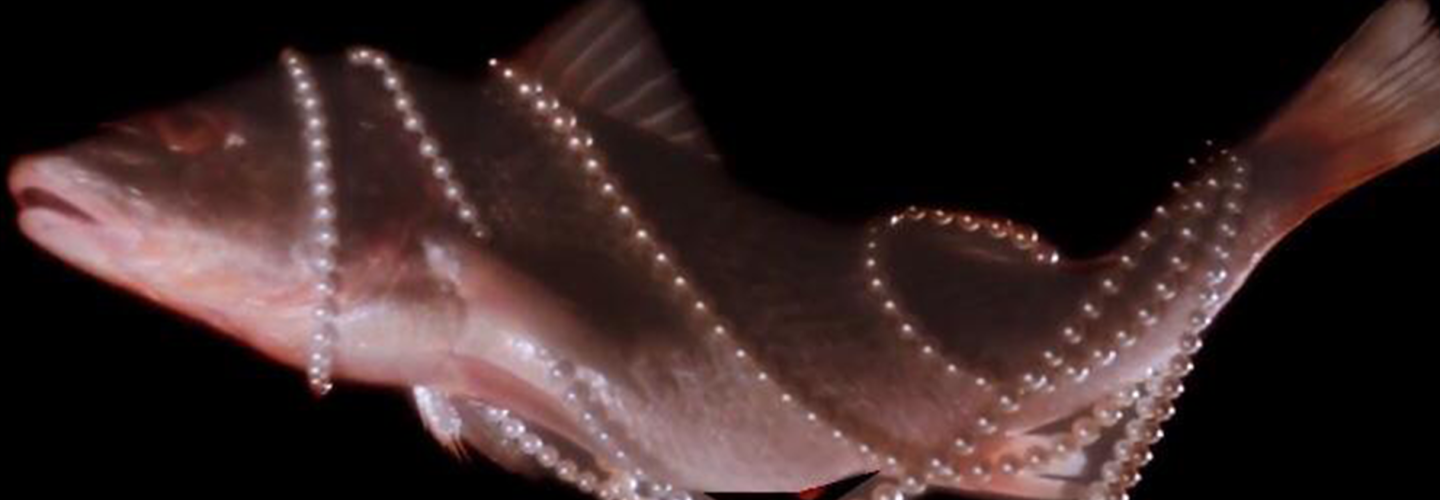 <h1>Peixes Elétricos</h1><strong>PR, 30 MIN</strong>